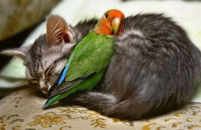 cats_pics_collection_59 (700x453, 52Kb)