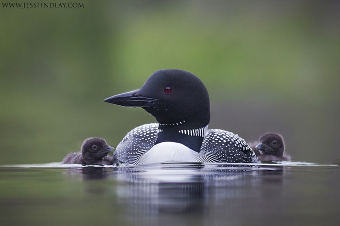 1367092456_18_loon-family (700x466, 124Kb)