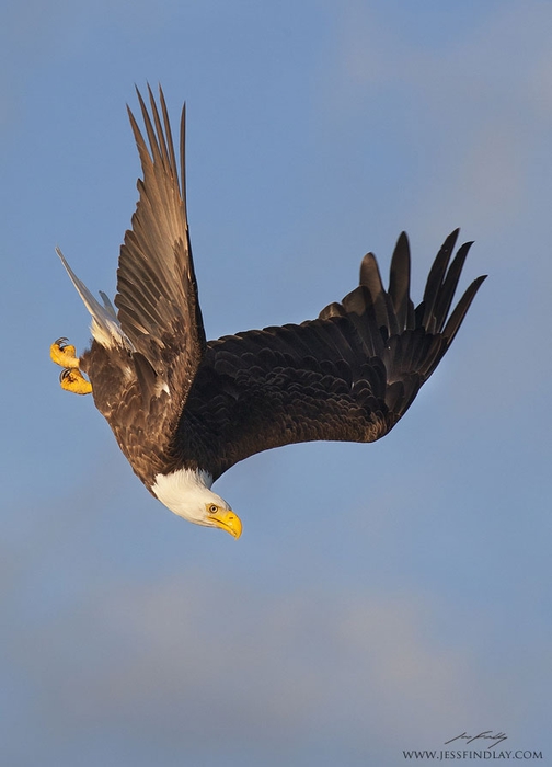 1367092461_3_diving-bald-eagle (504x700, 133Kb)