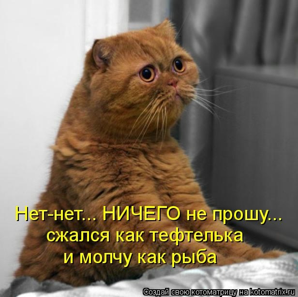 http://img0.liveinternet.ru/images/attach/c/9/105/638/105638428_kotomatritsa_c.jpg