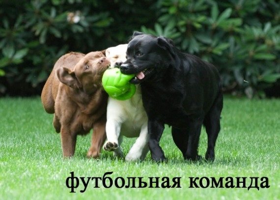 http://img0.liveinternet.ru/images/attach/c/9/105/655/105655490_s12.jpg