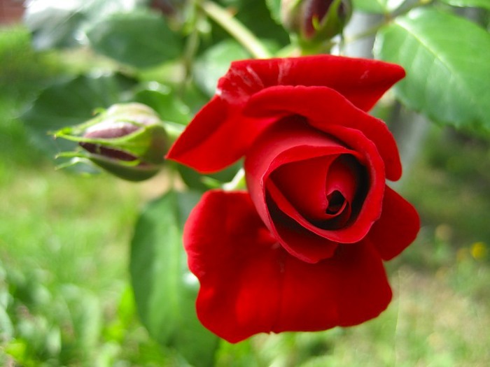 0_7a23_de7cc125_-1-XL.jpg (700x525, 62Kb)