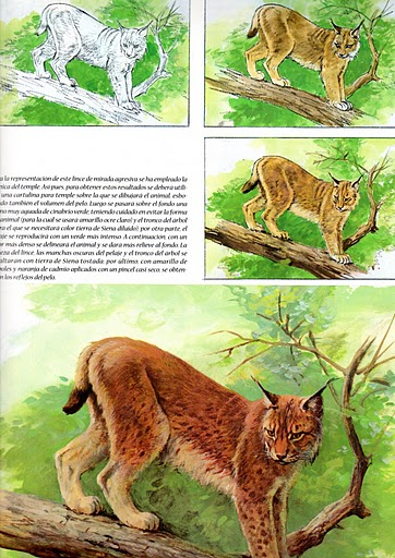 animal3 (362x512, 278Kb)