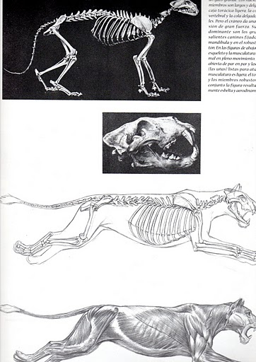 animal5 (362x512, 140Kb)