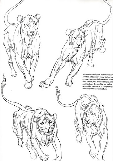 animal9 (362x512, 124Kb)