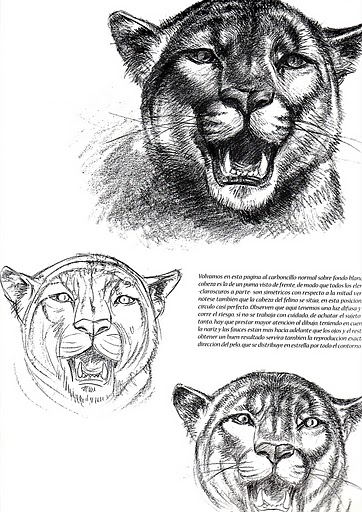 animal25 (362x512, 172Kb)