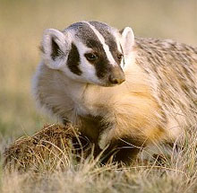 fat-badger (420x415, 16Kb)