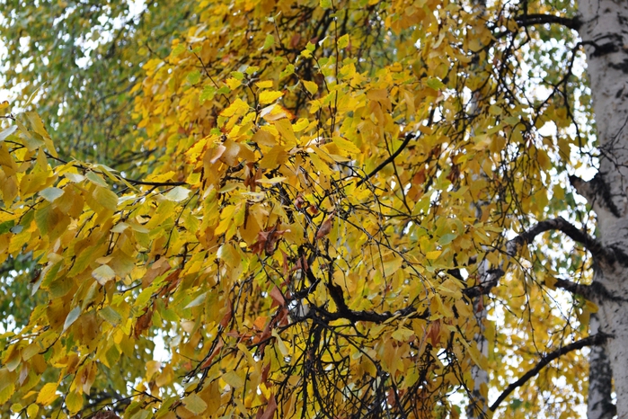 DSC_1147 (700x466, 366Kb)