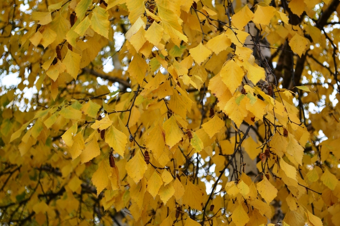 DSC_1149 (700x466, 309Kb)