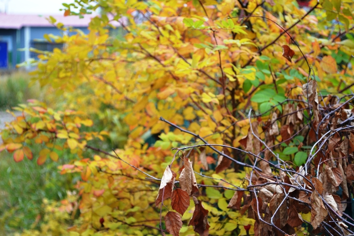 DSC_1154 (700x466, 293Kb)