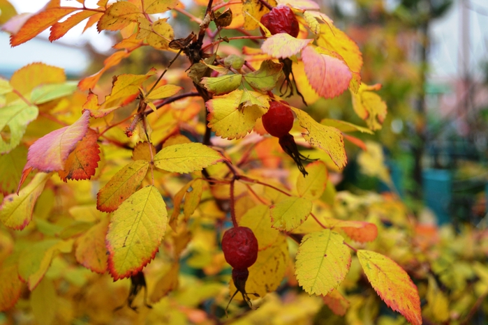 DSC_1162 (700x466, 255Kb)
