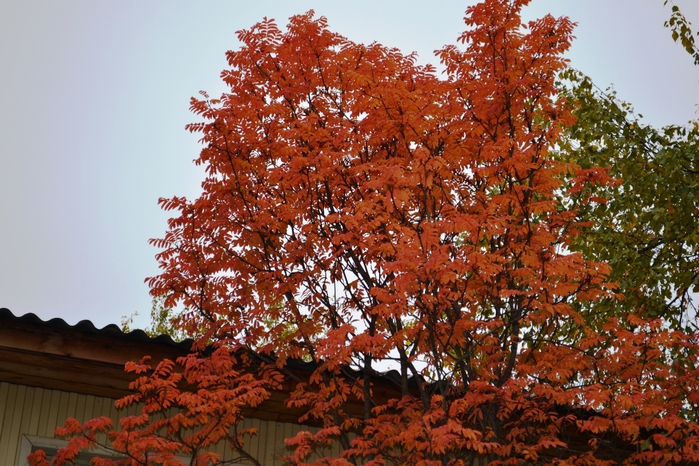 DSC_1167 (700x466, 323Kb)