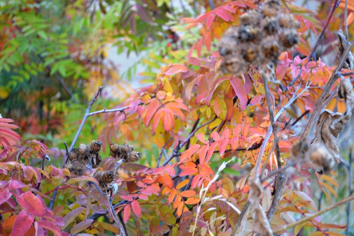 DSC_1174 (700x466, 297Kb)