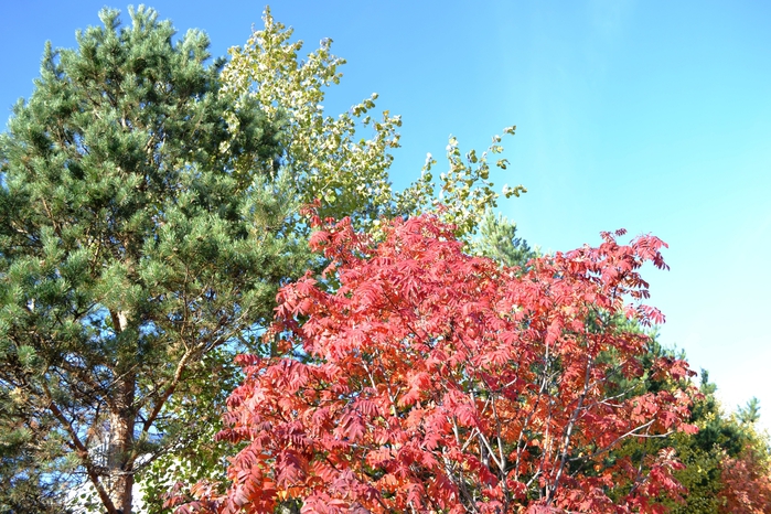 DSC_1178 (700x466, 330Kb)