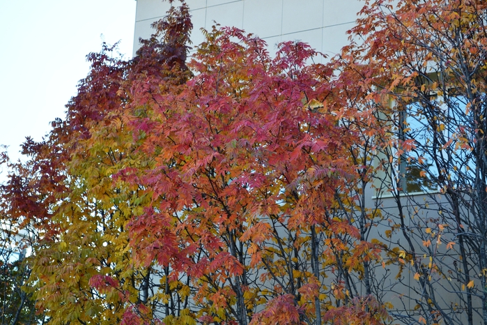 DSC_1180 (700x466, 352Kb)
