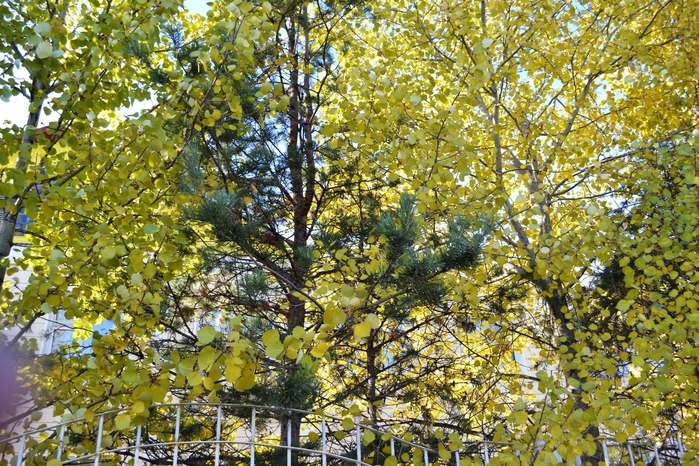 DSC_1188 (700x466, 401Kb)