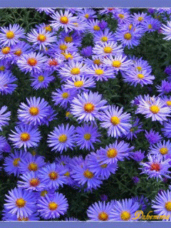 8 (240x320, 210Kb)