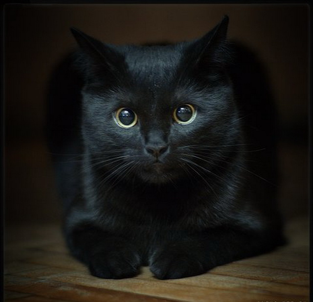 Грустный кот фото черный