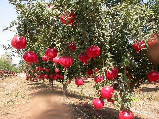 2017616_getImageCA6C3PG9 (640x480, 109Kb)