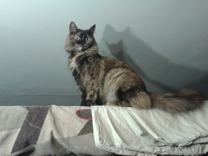 2013-10-08 00.03.10 (700x525, 109Kb)