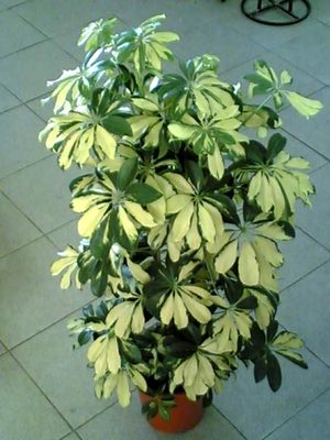 schefflera (300x400, 38Kb)