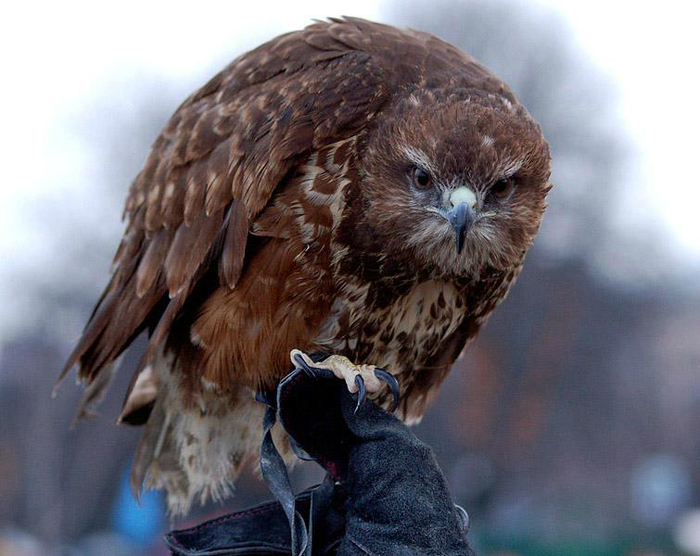 Сова и филин в чем отличие внешне фото