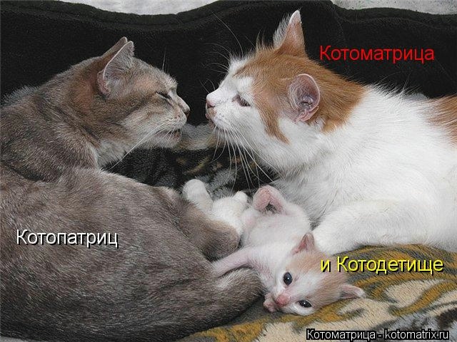 kotomatritsa_vy (640x480, 182Kb)