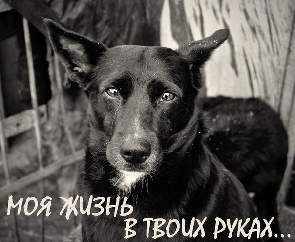 yc6zIhkeYZU (604x495, 69Kb)
