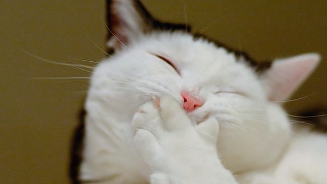 4159622_getImage (640x360, 18Kb)