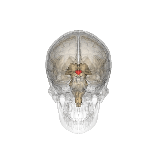 5141577_Hypothalamus (600x600, 4405Kb)
