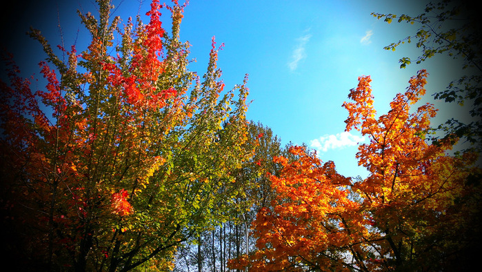 IMAG3215 (700x394, 223Kb)