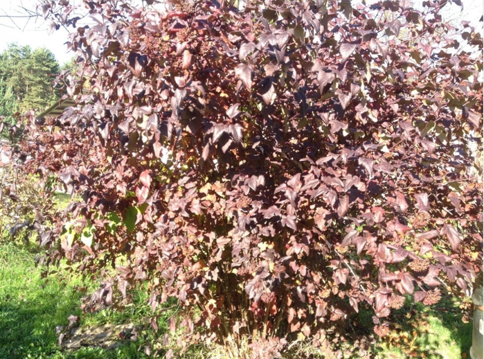 3587765_010 (700x518, 396Kb)