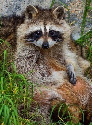 2940054_l60C_JBYx9Q (300x409, 47Kb)
