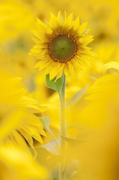2940054_2OSozWBsLw (402x604, 31Kb)