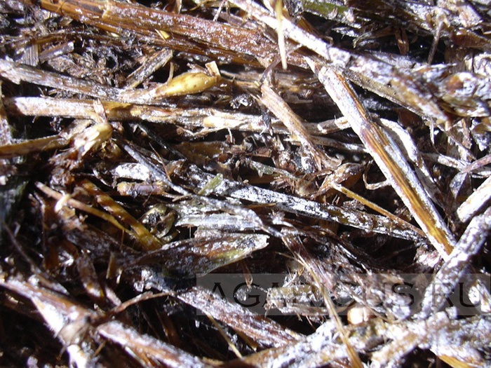 3970145_zagryjennoe_4 (700x525, 217Kb)