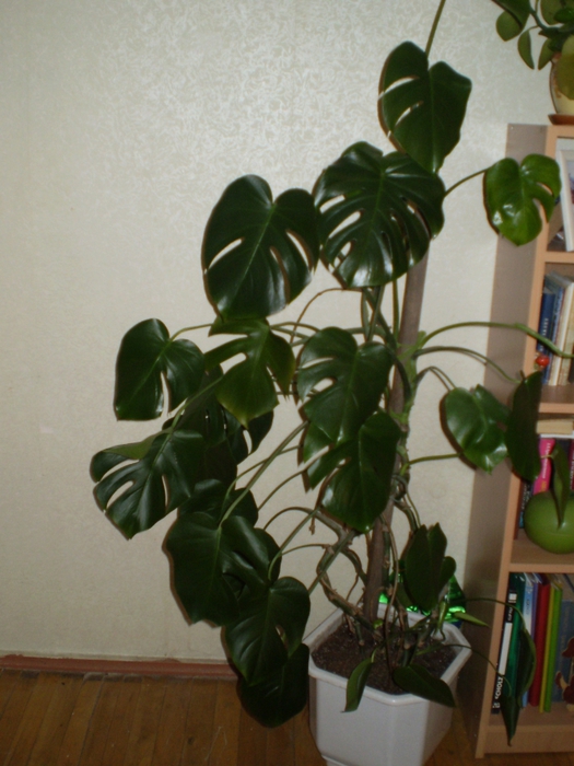 5107888_P10100071 (525x700, 254Kb)