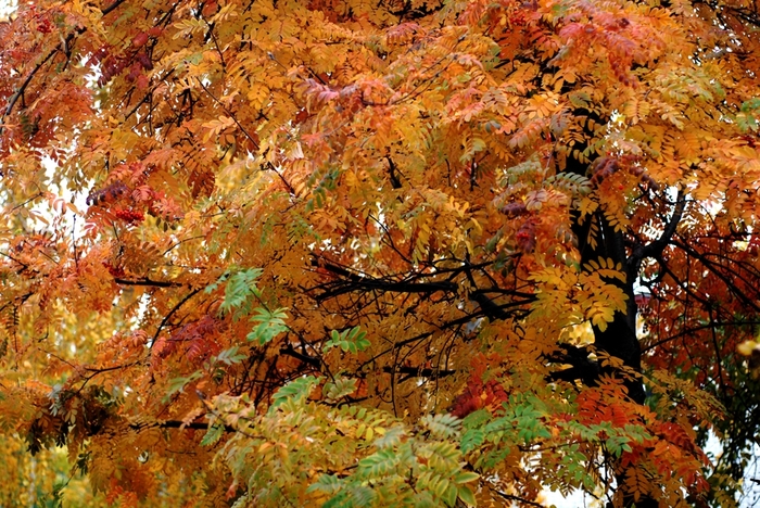 DSC_0123 (700x468, 380Kb)