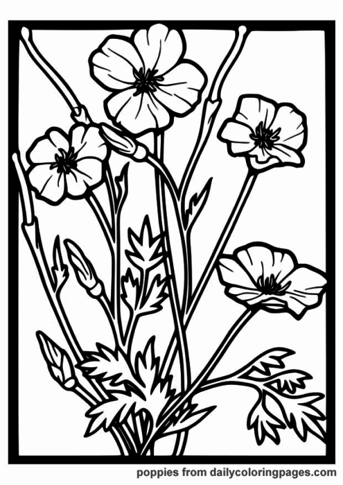 realistic-flower-coloring-pages-14 (495x700, 98Kb)
