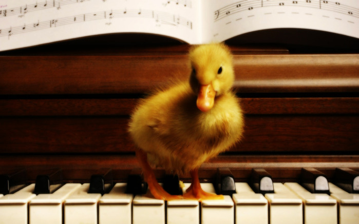 A_yellow_duckling_on_a_piano (700x437, 79Kb)