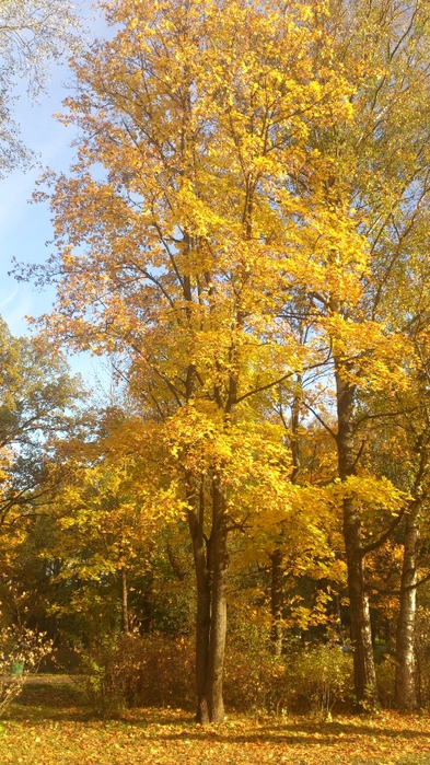 DSC_1073 (393x700, 317Kb)