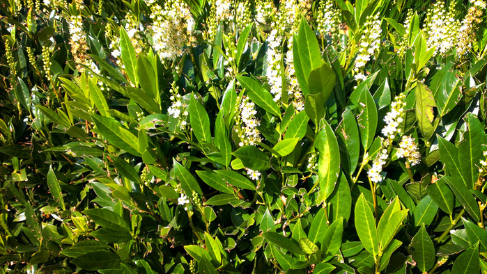 IMAG3250 (700x394, 276Kb)
