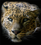4360286_99px_ru_avatar_11846_leopard (137x150, 43Kb)