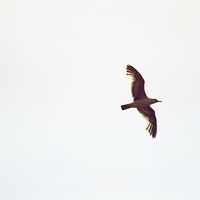 -1 (200x200, 31Kb)