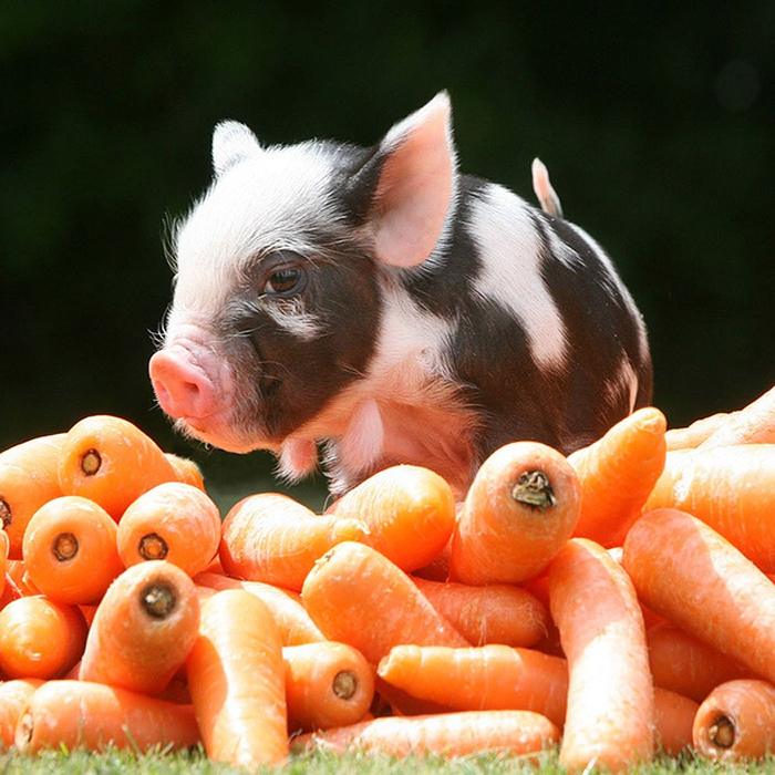MiniaturePigs02 (700x700, 498Kb)