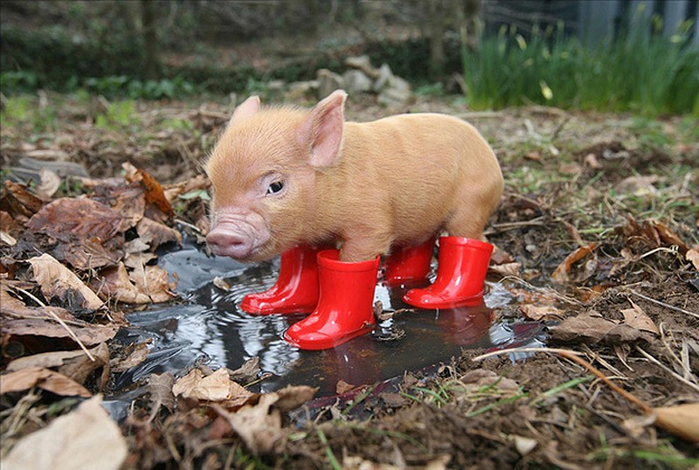 MiniaturePigs20 (700x470, 404Kb)