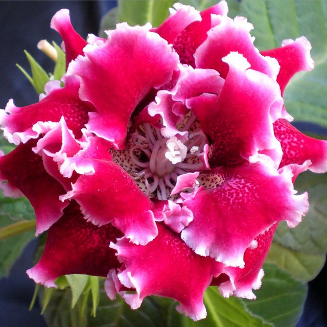 5196894_Gloxinia_6 (640x640, 85Kb)