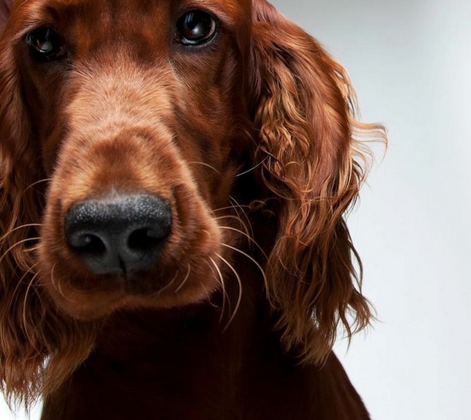 dog__03 (680x606, 220Kb)
