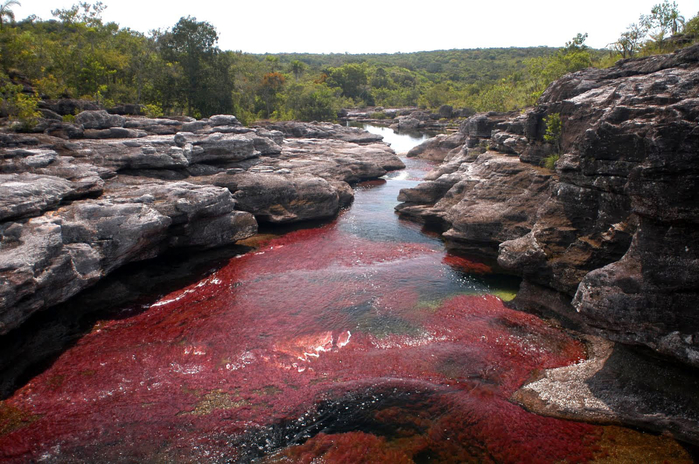 cano-cristales (700x464, 420Kb)