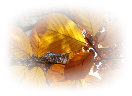 0_10d96f_41a66ef9_XL (500x365, 351Kb)