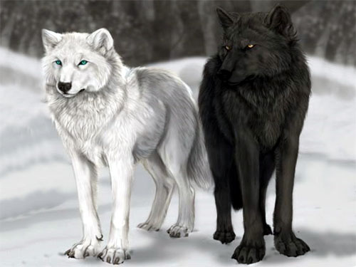 wolf (500x375, 45Kb)